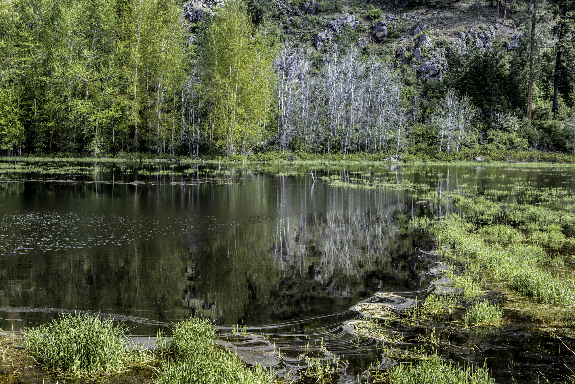 Podcast Episode: What Water Counts as Wetlands?