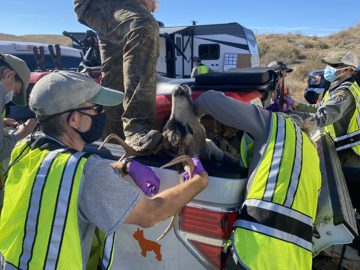 Fish and Game detects first chronic wasting disease of 2022 hunting season