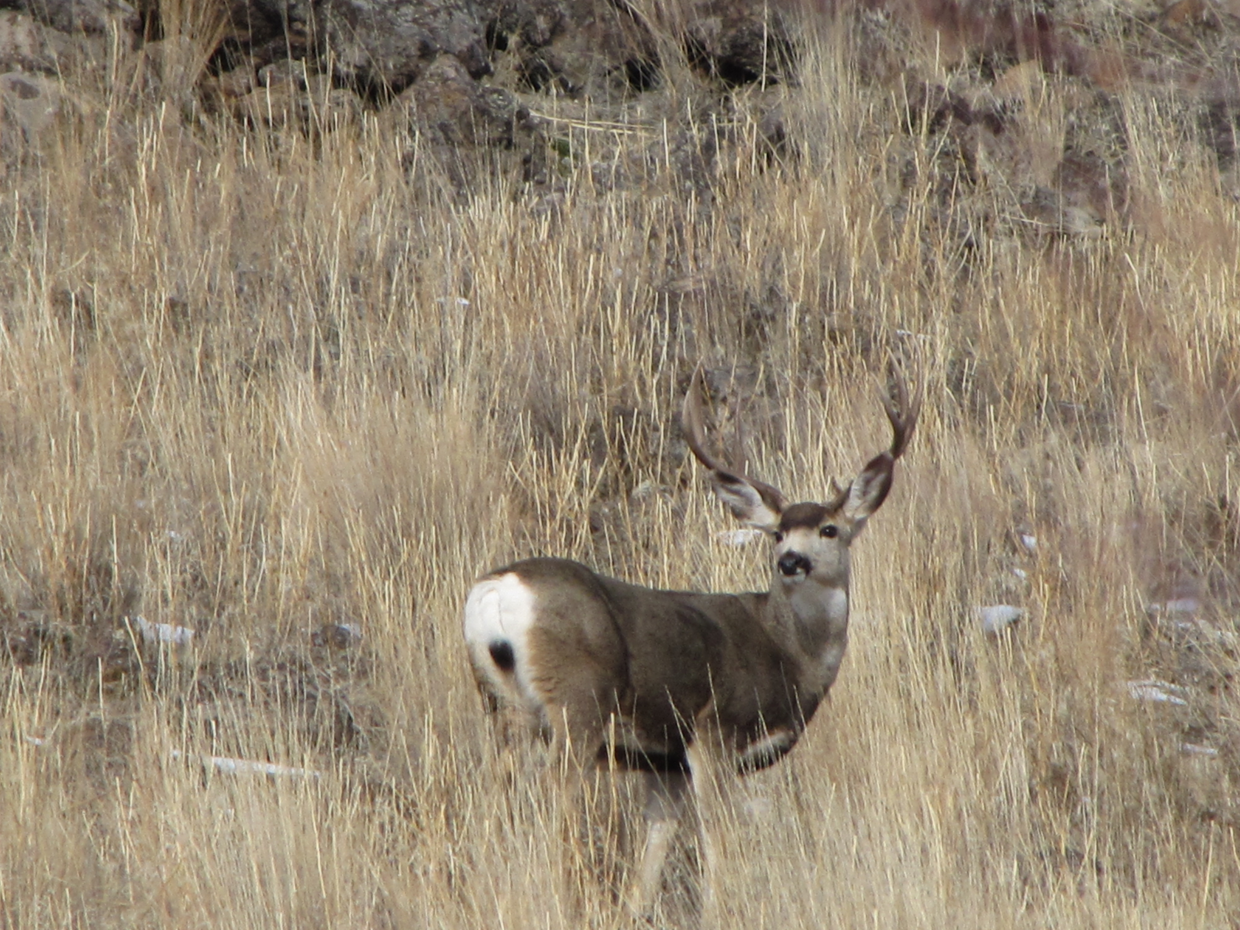Chronic wasting disease detected in New Meadows mule deer
