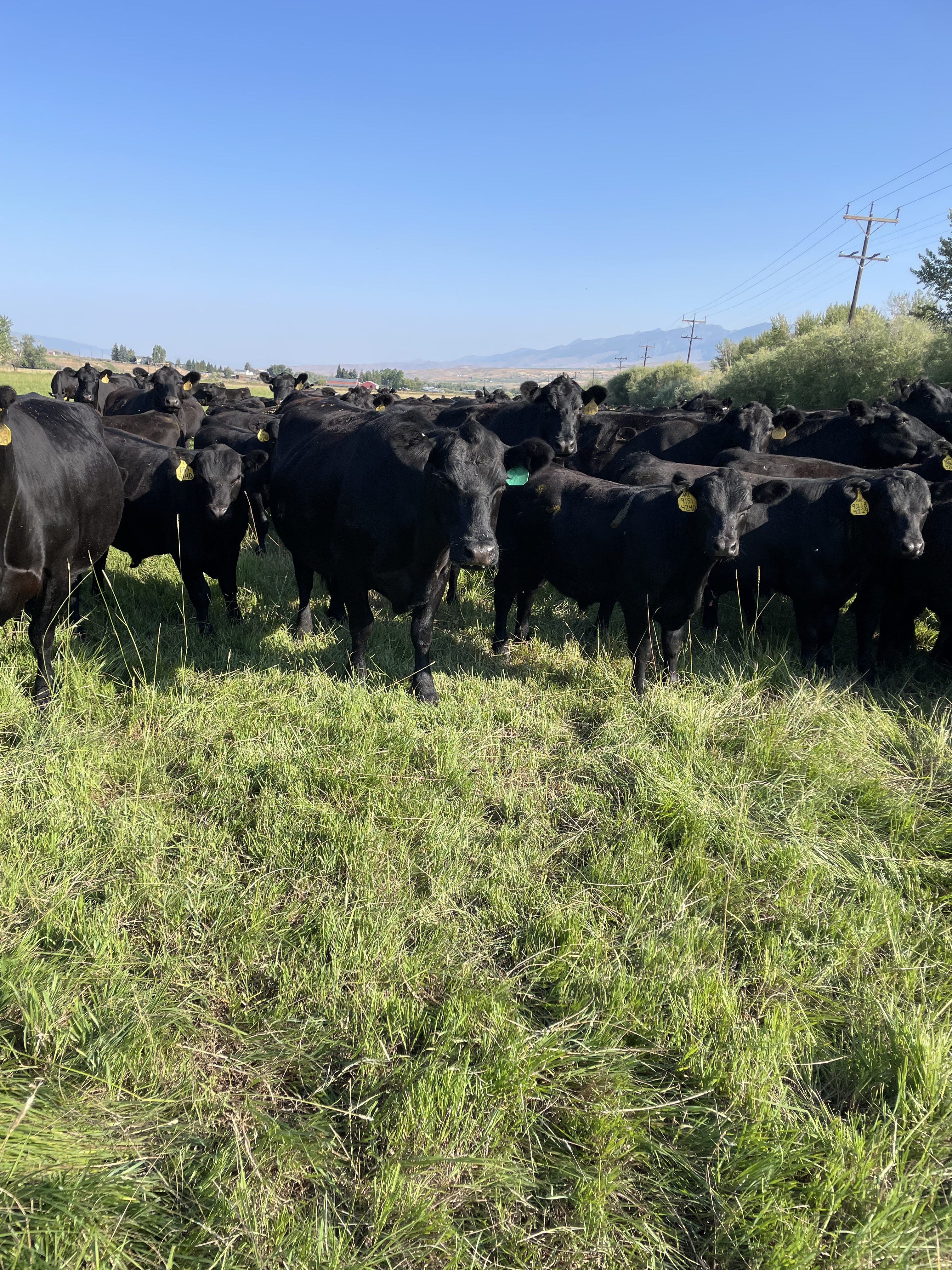 Idaho’s vet shortage remains problematic 